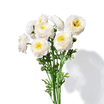 Ranunculus Stems