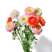 Ranunculus Stems