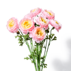 Ranunculus Stems