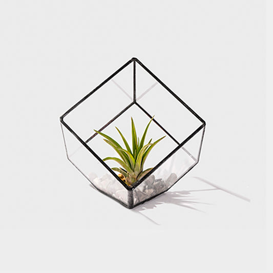 Glass Terrarium