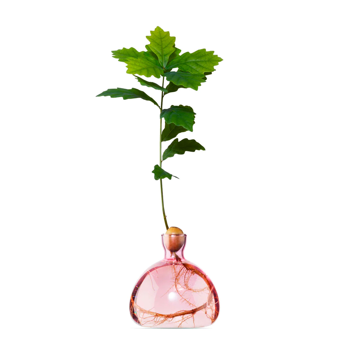 Ilex Studio Acorn Vase