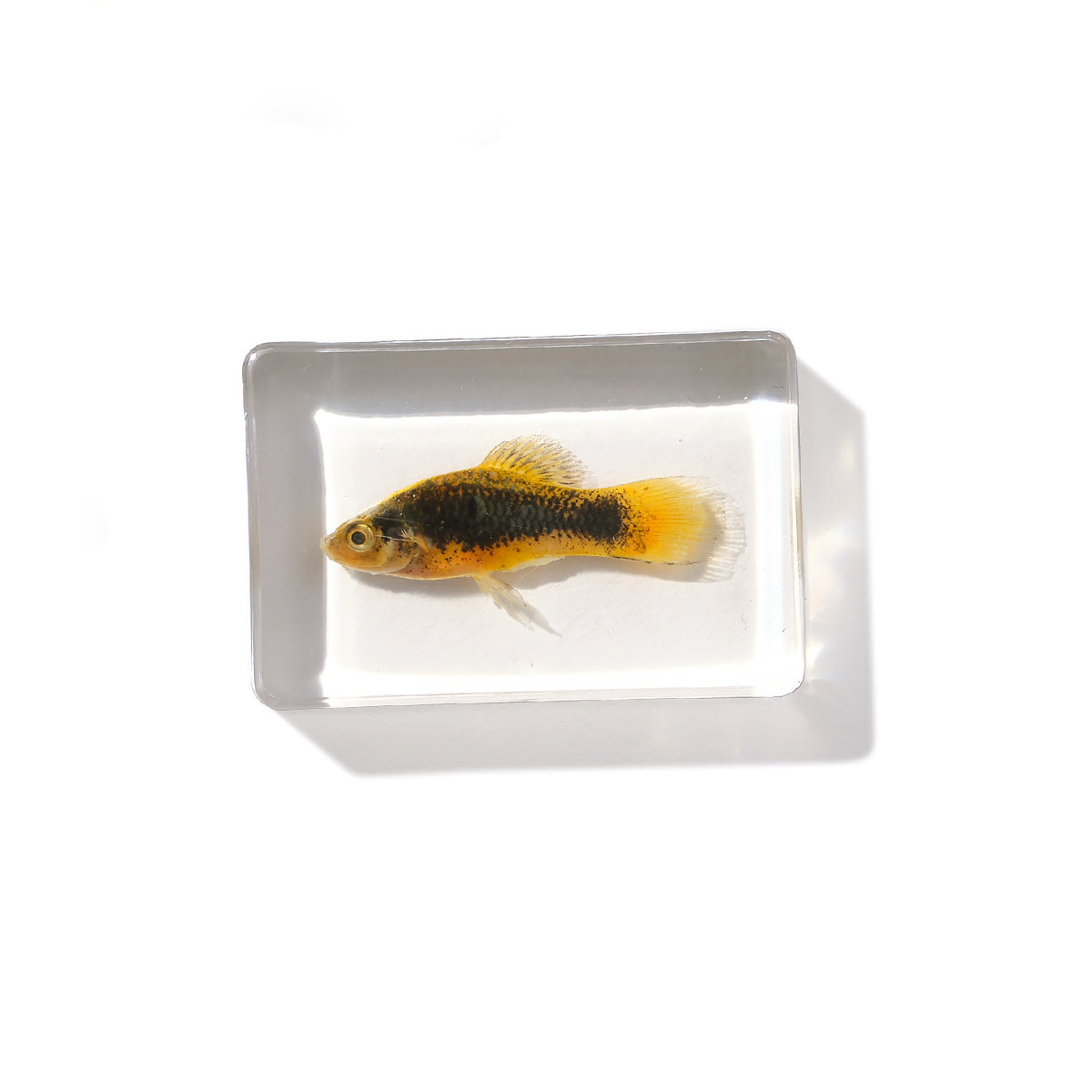 Small Curiosities in Resin