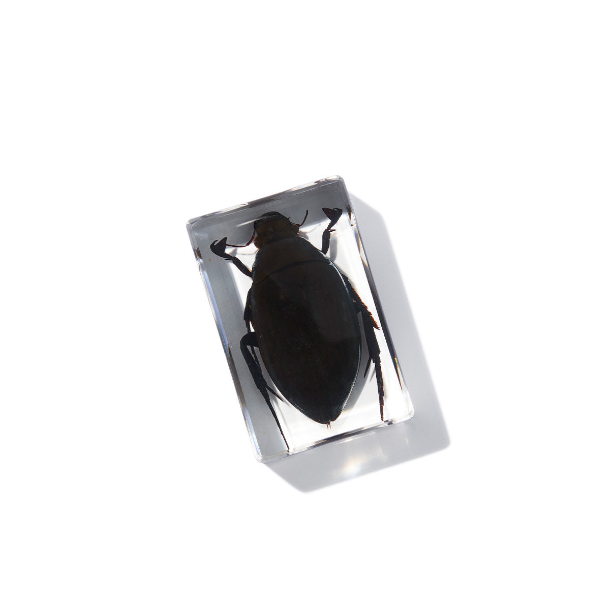 Small Curiosities in Resin