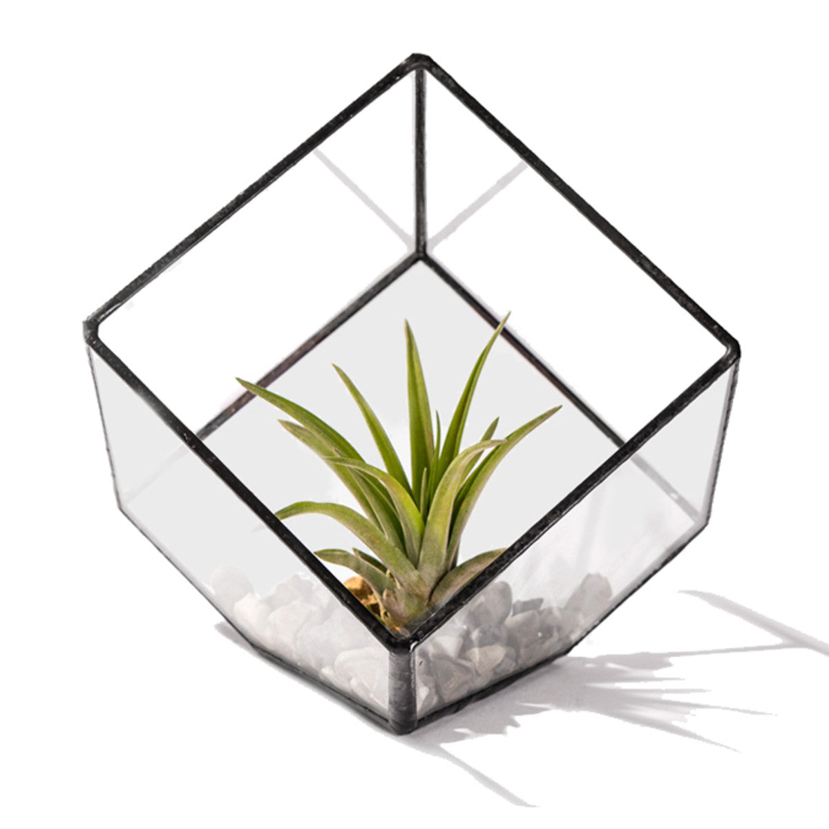 Glass Terrarium